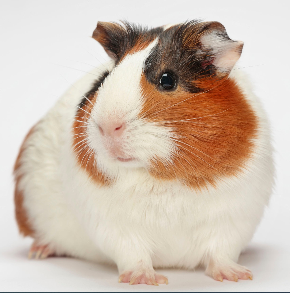 A cute Guinea Pig